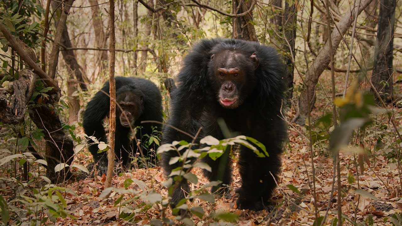 Dynasties