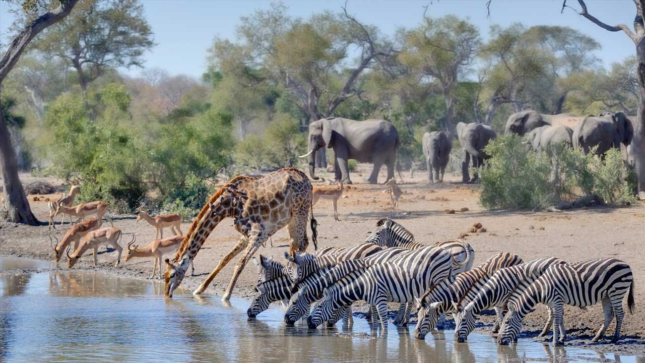 Water Hole: Africa's Animal Oasis