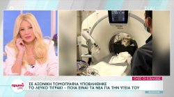 Σε αξονική τομογραφία υποβλήθηκε το λευκό τιγράκι - Τα νέα της υγείας του 
