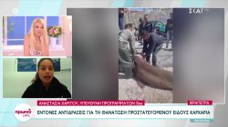 Έντονες αντιδράσεις για τη θανάτωση προστατευόμενου είδους καρχαρία 