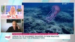 Απειλή για τις ελληνικές θάλασσες οι μωβ μέδουσες - Έκαναν και πάλι την εμφάνιση τους