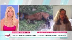 Οργή για την άγρια κακοποίηση αλόγου στην Τζιά - Συνελήφθη ο ιδιοκτήτης 