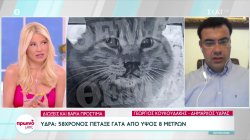 Ύδρα: 58χρονος πέταξε γάτα από ύψος 8 μέτρων – Πρόστιμο 15.000 ευρώ – Τι λέει ο δήμαρχος του νησιού 
