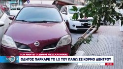 Οδηγός πάρκαρε το Ι.Χ. του πάνω... σε κορμό δέντρου