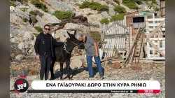 Έφτασε στην Κίναρο και στην κυρά Ρηνιώ, το γαϊδουράκι που θα της κρατάει συντροφιά