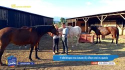 Άγια Άννα Εύβοιας: Η εθελόντρια που έσωσε έξι άλογα, αλλά και άλλα ζώα, από τις φωτιές 