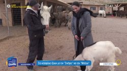 Το καταφύγιο της Σαντορίνης όπου εθελοντές από όλο τον κόσμο προσφέρουν φροντίδα σε ζώα 