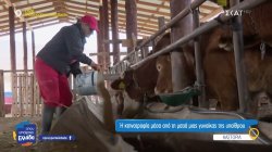 Η κτηνοτροφία μέσα από τη ματιά μιας γυναίκας της υπαίθρου 