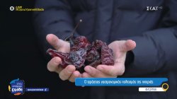 Η Φλώρινα στα χρώματα και τα αρώματα της πιπεριάς, του προϊόντος που έγινε σύμβολο της περιοχής 