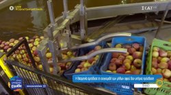 Τα ξακουστά μήλα Ζαγοράς, η καλλιέργειά τους και τα προβλήματα που έφερε η θεομηνία 