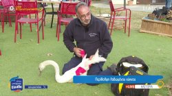 Περίθαλψη λαβωμένου κύκνου 