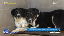Πήλιο: Ζώα που εγκαταλείφθηκαν βρέθηκαν σε τραγική κατάσταση 