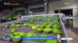 Αβοκάντο: Ο «πράσινος χρυσός» της Κρήτης – Η ελπίδα και οι λύσεις που αναζητούνται 