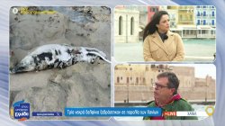 Τρία νεκρά δελφίνια ξεβράστηκαν σε παραλία των Χανίων 