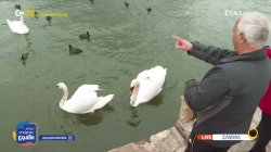 Η συγκινητική ιστορία του κύκνου που έχασε το ταίρι του στην Καστοριά και πλέον ζει στα Ιωάννινα 