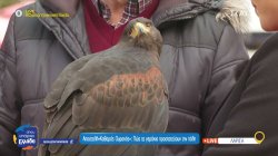 Χαρούλα: Το γεράκι – φύλακας του ουρανού της Λάρισας – Πως προστατεύει την πόλη 