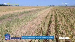 Κινόα: Ο θησαυρός των Ίνκας στην καρδιά της Ελλάδας