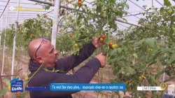 Σαντορίνη: Το νησί δεν είναι μόνο… τουρισμός, είναι και οι αγρότες του 