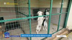 Δημοτικό Καταφύγιο αδέσποτων σκύλων Λάρισας – Από τα πρώτα στην Ελλάδα 