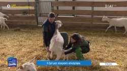 Η ζωή μιας σύγχρονης κτηνοτρόφου - Χτίζοντας από την αρχή: Πάνω από 800 ζώα πνίγηκαν 