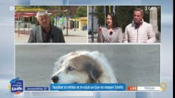 Παρέμβαση της πολιτείας για την ευζωία των ζώων στο καταφύγιο Τρίπολης 