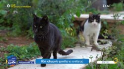 Σπέτσες: Μάχη καθημερινής φροντίδας για τα αδέσποτα - Η κτηνιατρική δομή, SPETSES CARE FOR ANIMALS