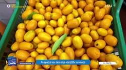 Κουμ κουάτ: Μικρό, αρωματικό και... παγκόσμιο 