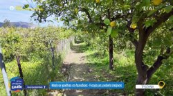 Λεμονοδάσος Γαλατά: Η ιστορία ενός κτήματος που εγκαταλείφθηκε και αναγεννήθηκε 