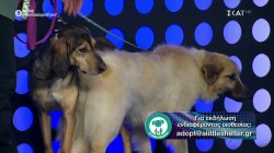 Δύο πανέμορφες σκυλίτσες που ψάχνουν κάποιον να τις υιοθετήσει κάνουν την εμφάνισή τους στο πλατό 