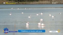 Ένα φυσικό θαύμα στην Κέρκυρα - Τα φλαμίνγκο της λιμνοθάλασσας 
