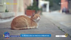 Οι αδέσποτες γάτες του νησιού και οι άνθρωποι τους 