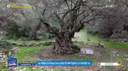 Δύο αδέρφια στην Κέρκυρα έχουν κερδίσει 85 διεθνή βραβεία για το ελαιόλαδο τους 