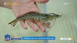 Ο Ναπολέων Τσάνης και η καινοτομία της μαύρης τίγρης