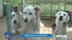 Πολύ μεγάλος ο αριθμός των αδέσποτων στη Ζάκυνθο – Οι λίγοι που τα φροντίζουν και η στάση του Δήμου 