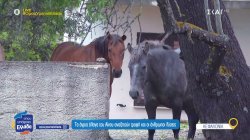 Άνθρωποι και άγρια άλογα στον Αίνο – Μια σχέση που δοκιμάζεται και οι λύσεις που αναζητούνται 