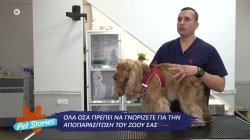 Όλα όσα πρέπει να γνωρίζετε για την αποπαρασίτωση του ζώου σας