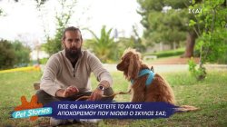 Συμβουλές για τη διαχείριση του άγχους αποχωρισμού που νιώθει ο σκύλος σας όταν λείπετε 