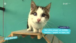 Η Αθήνα έχει το δικό της καφέ που τα πάντα γυρίζουν γύρω από… γάτες 