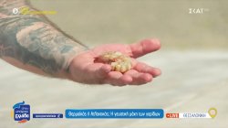 Η γαρίδα του Θερμαϊκού και η γευστική «μάχη» με αυτές του Ατλαντικού 