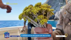 Κύθηρα: Το λουλούδι που ζει για πάντα φυτρώνει μόνο πάνω στη Χύτρα