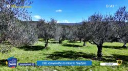 Λακωνία: Ελιές και πορτοκάλια στο έλεος της λειψυδρίας 