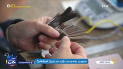 Ορνιθολογική έρευνα στην πράξη - από το πεδίο στη γνώση