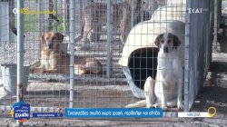 Κυνοκομείο Σπάρτης: Οι άθλιες συνθήκες που επικρατούσαν και η απόλυτη μεταμόρφωση του χώρου 