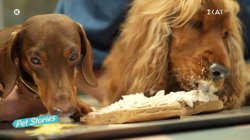 Πως να φτιάξετε τούρτα για τα σκυλάκια σας με απλά υλικά