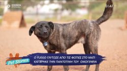 Ο Fuego γλίτωσε από τις φωτιές στο Μάτι και βρήκε την παντοτινή του οικογένεια 