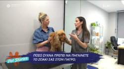 Πόσο συχνά πρέπει να πηγαίνει το κατοικίδιο μας στον γιατρό;