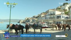 Τα ιπποειδή είναι απόλυτα συνδεδεμένα με την παράδοση της Ύδρας – Η έλλειψη κτηνιάτρου και οι καταγγελίες