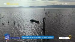 Ένα μνημείο της φύσης στις όχθες της λίμνης Δοϊράνης 