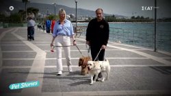 Πως οι σκύλοι οδηγοί βοηθούν τους ανθρώπους με προβλήματα όρασης