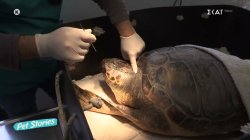 Αρχελών: Διάσωση και περίθαλψη τραυματισμένων χελωνών 